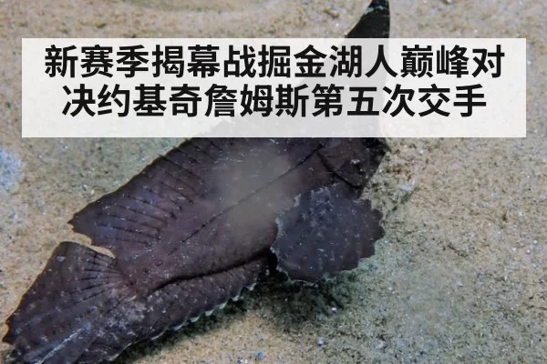 新赛季揭幕战掘金湖人巅峰对决约基奇詹姆斯第五次交手